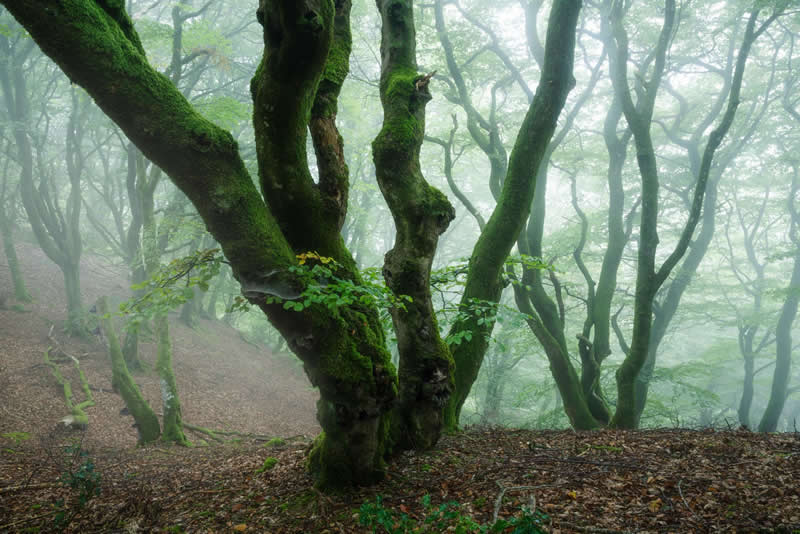 Forest Landscapes by Mads Peter Iversen