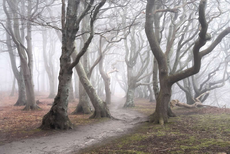 Forest Landscapes by Mads Peter Iversen