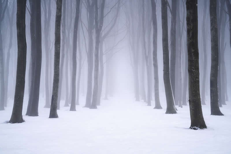 Forest Landscapes by Mads Peter Iversen