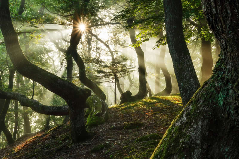 Forest Landscapes by Mads Peter Iversen