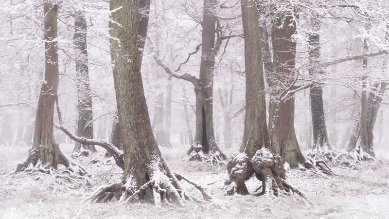 Forest Landscapes by Mads Peter Iversen