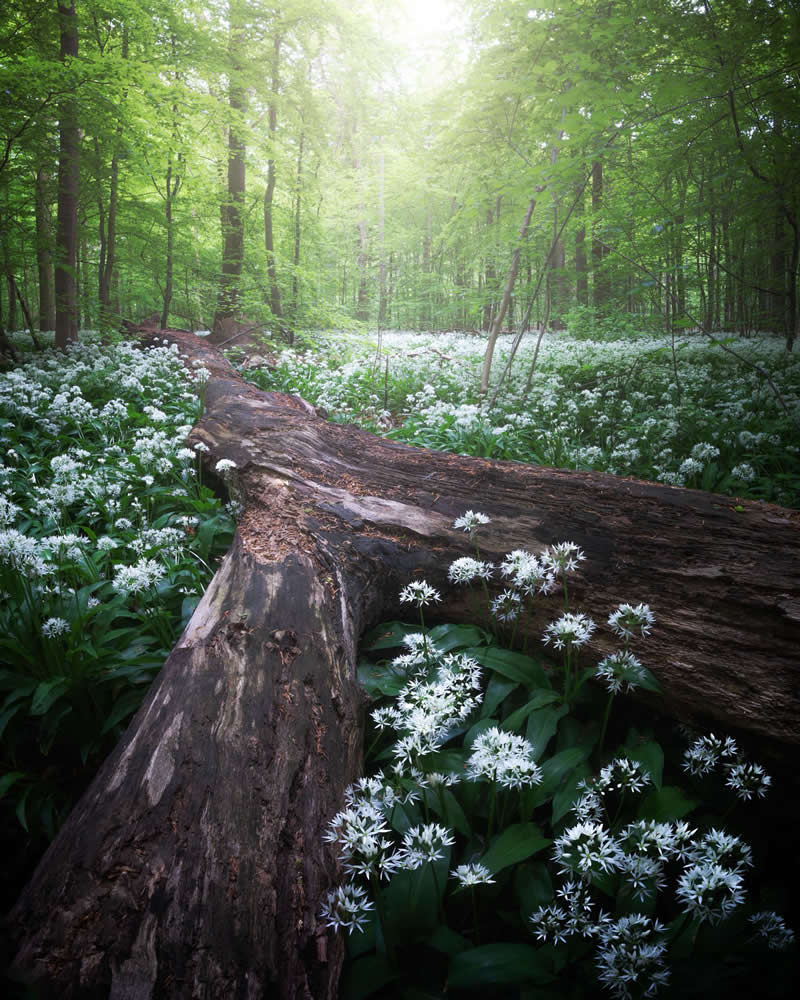 Forest Landscapes by Mads Peter Iversen