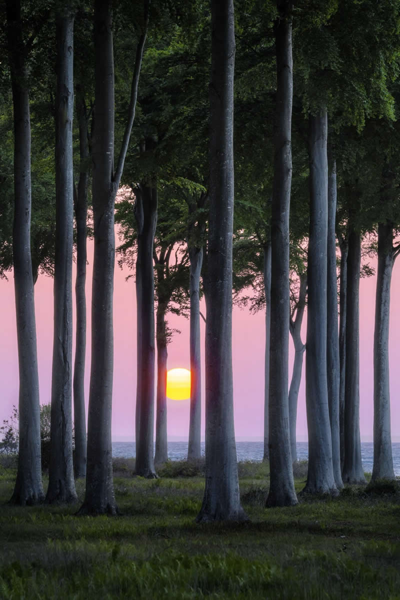 Forest Landscapes by Mads Peter Iversen