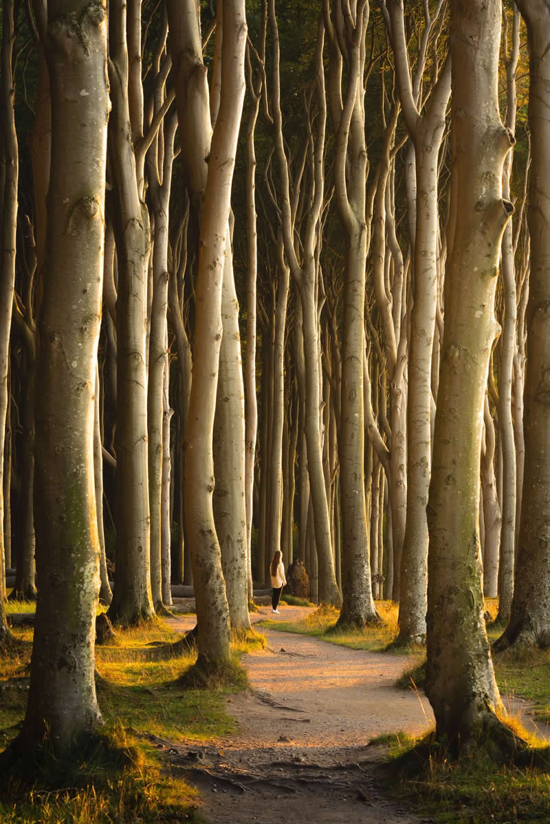 Forest Landscapes by Mads Peter Iversen