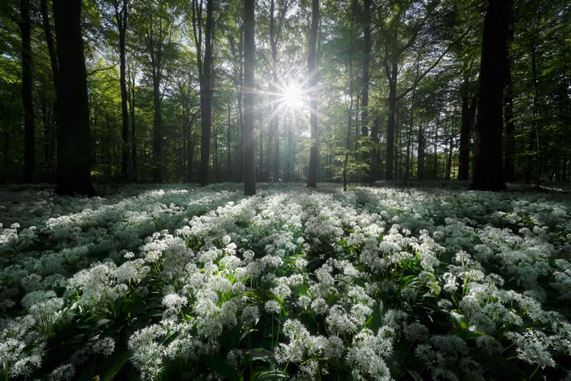 Forest Landscapes by Mads Peter Iversen