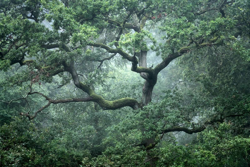 Forest Landscapes by Mads Peter Iversen