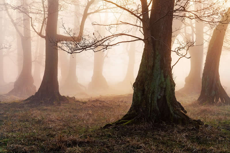 Forest Landscapes by Mads Peter Iversen