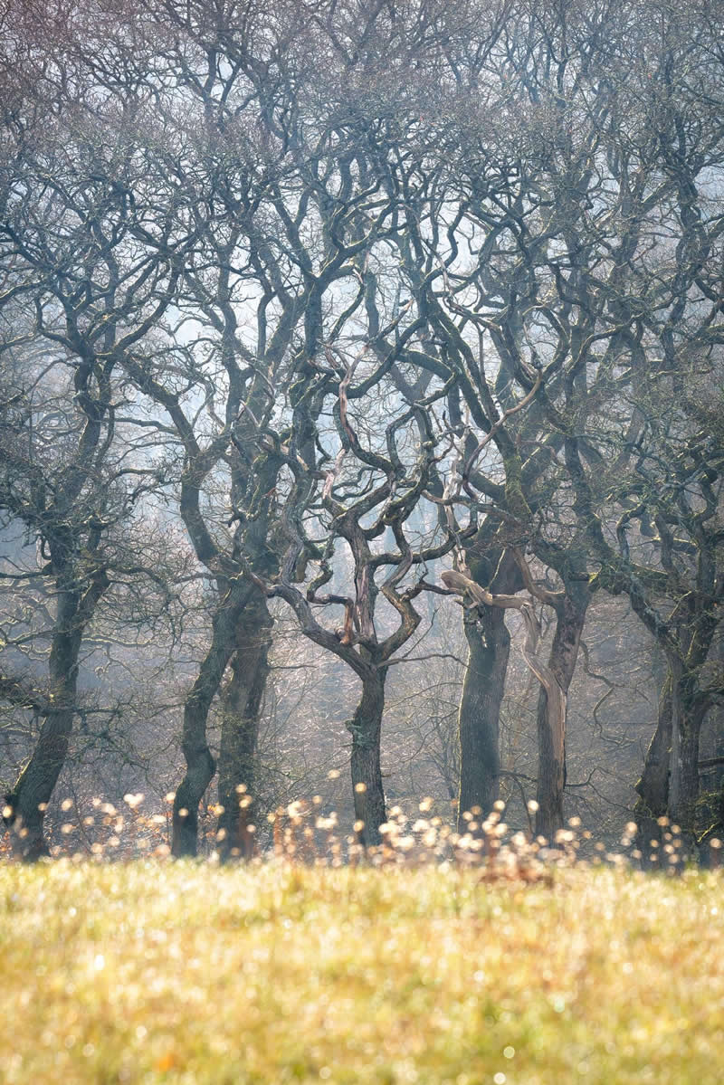 Forest Landscapes by Mads Peter Iversen