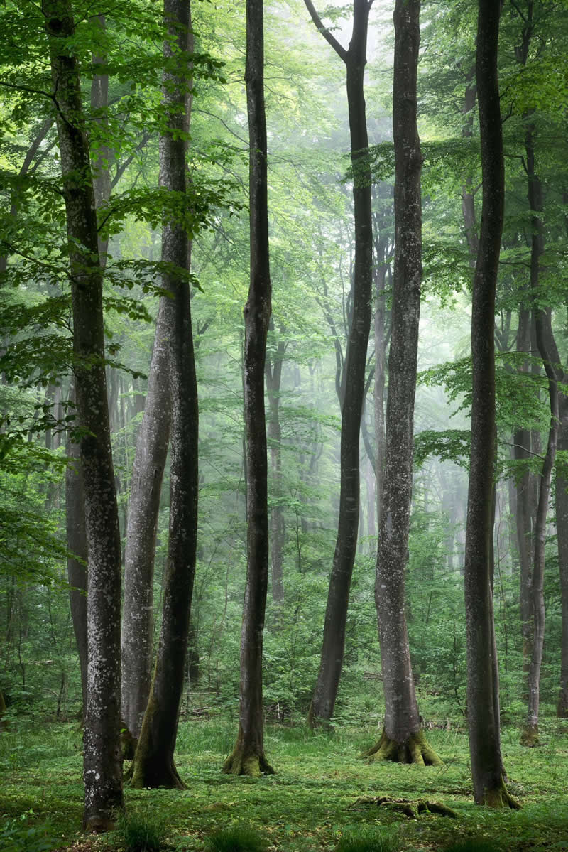 Forest Landscapes by Mads Peter Iversen