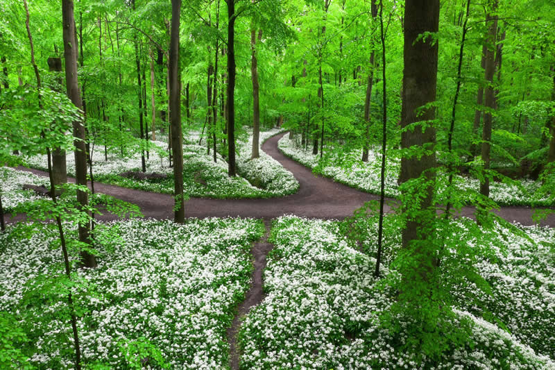 Forest Landscapes by Mads Peter Iversen