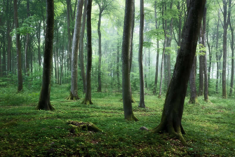 Forest Landscapes by Mads Peter Iversen