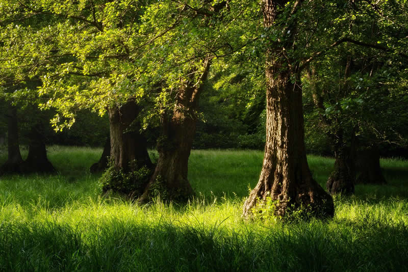 Forest Landscapes by Mads Peter Iversen