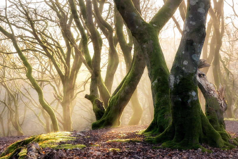 Forest Landscapes by Mads Peter Iversen