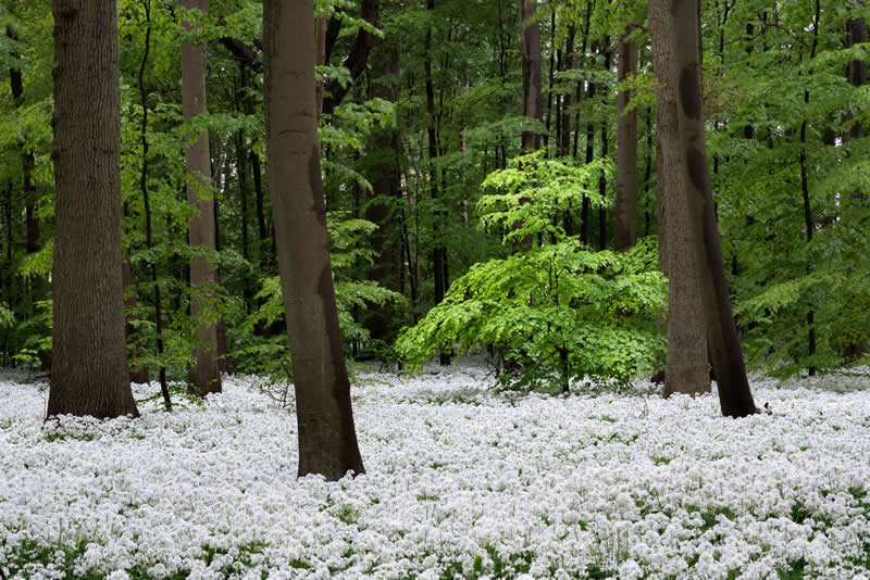 Forest Landscapes by Mads Peter Iversen