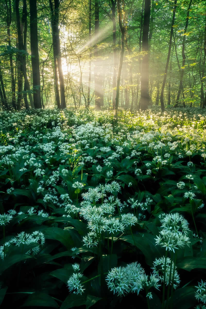 Forest Landscapes by Mads Peter Iversen