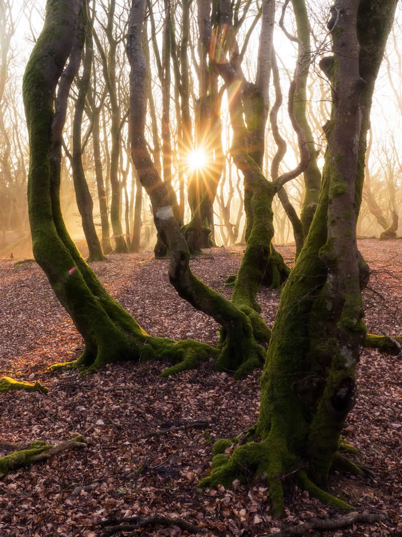 Forest Landscapes by Mads Peter Iversen