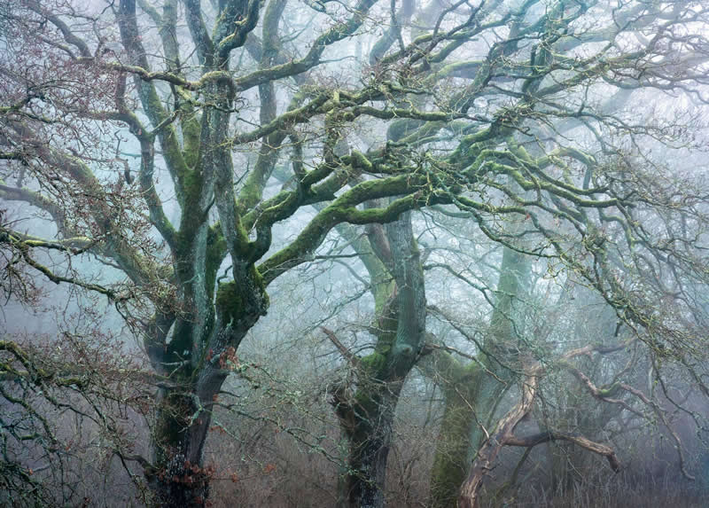 Forest Landscapes by Mads Peter Iversen