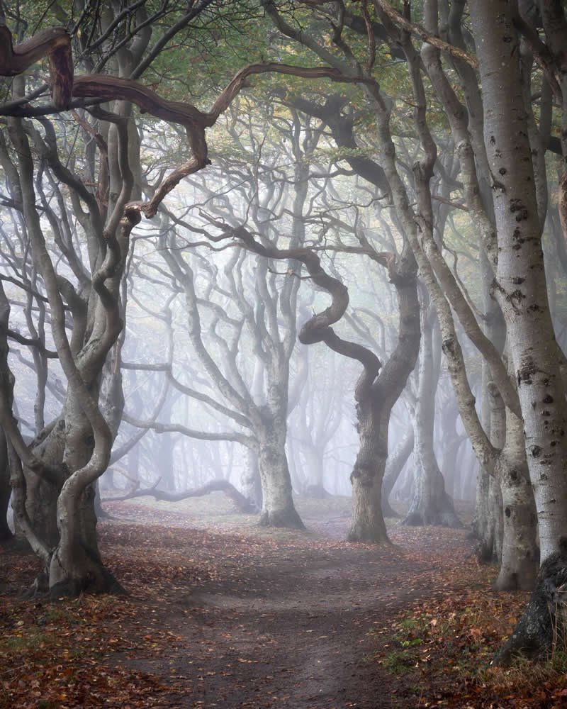 Forest Landscapes by Mads Peter Iversen