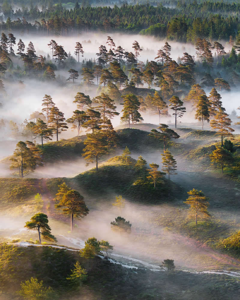 Forest Landscapes by Mads Peter Iversen