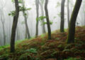 Forest Landscapes by Mads Peter Iversen