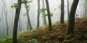 Forest Landscapes by Mads Peter Iversen