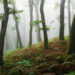 Into the Woods: 30 Stunning Forest Landscapes by Mads Peter Iversen 81 Forest Landscapes by Mads Peter Iversen