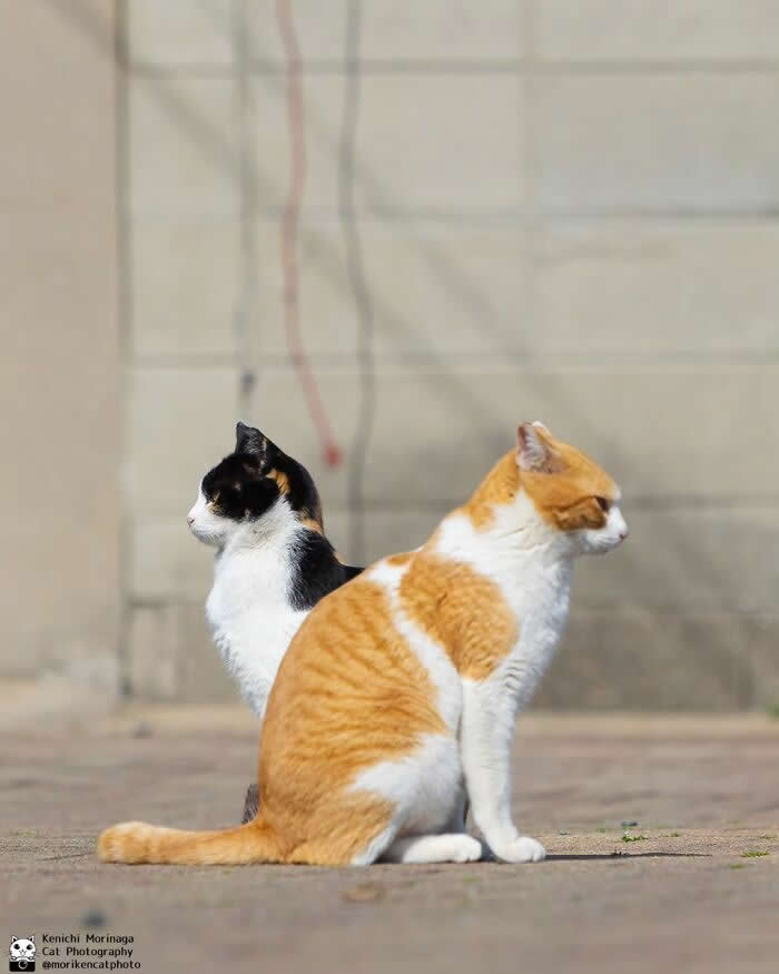 Two cats sitting back-to-back on a pavement&mdash;one orange and white, the other black, white, and orange&mdash;both looking in opposite directions as if ignoring each other.
