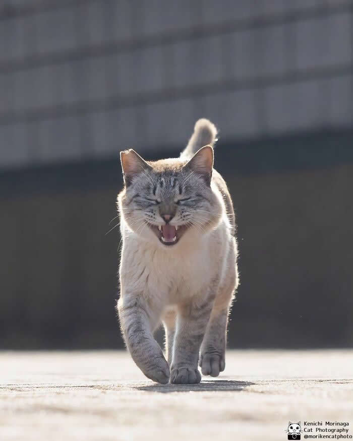 A light-colored cat walking toward the camera on a sunlit pavement with eyes closed and mouth open, appearing to laugh mid-stride.