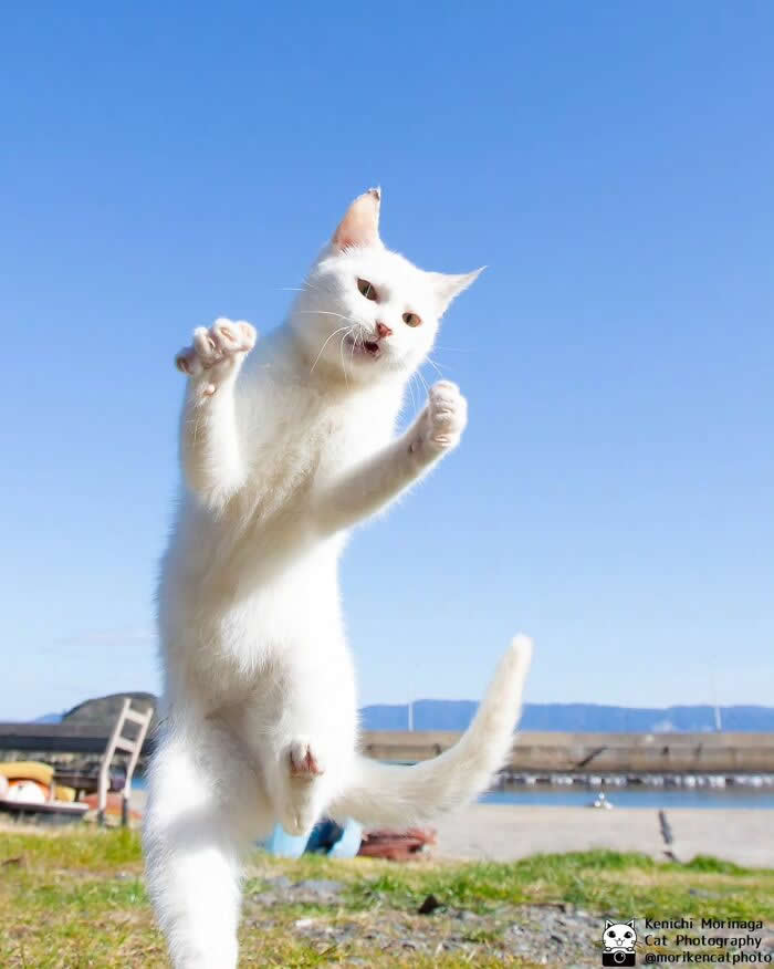 A white cat standing upright on its hind legs outdoors, mid-jump with front paws raised like a playful fighter, against a bright blue sky near a waterfront.