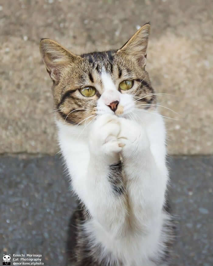 A tabby and white cat standing upright with its front paws clasped together, looking up with wide eyes as if pleading or pretending innocence.