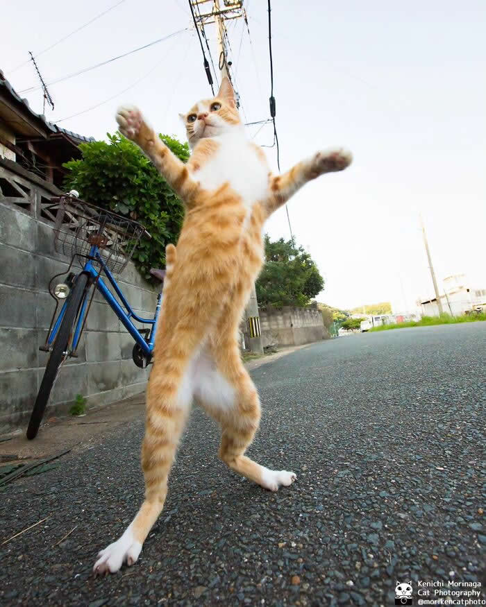 An orange and white cat standing upright on a street with its front paws raised wide, as if startled or striking a dramatic pose, with a bicycle and houses in the background.