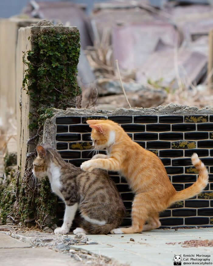 An orange tabby cat standing on its hind legs placing its front paws on the back of another tabby cat, as if playfully tapping or surprising it, near a concrete wall outdoors.