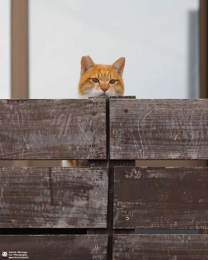 An orange cat peeking over a wooden fence with only its eyes and ears visible, appearing to secretly watch something from behind the boards.