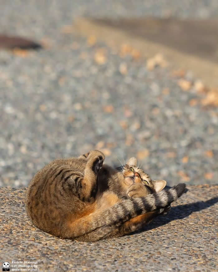 A tabby cat lying on its back on a textured pavement, curled into a twist with paws and tail wrapped around its body, appearing to stretch or groom in an awkward position.