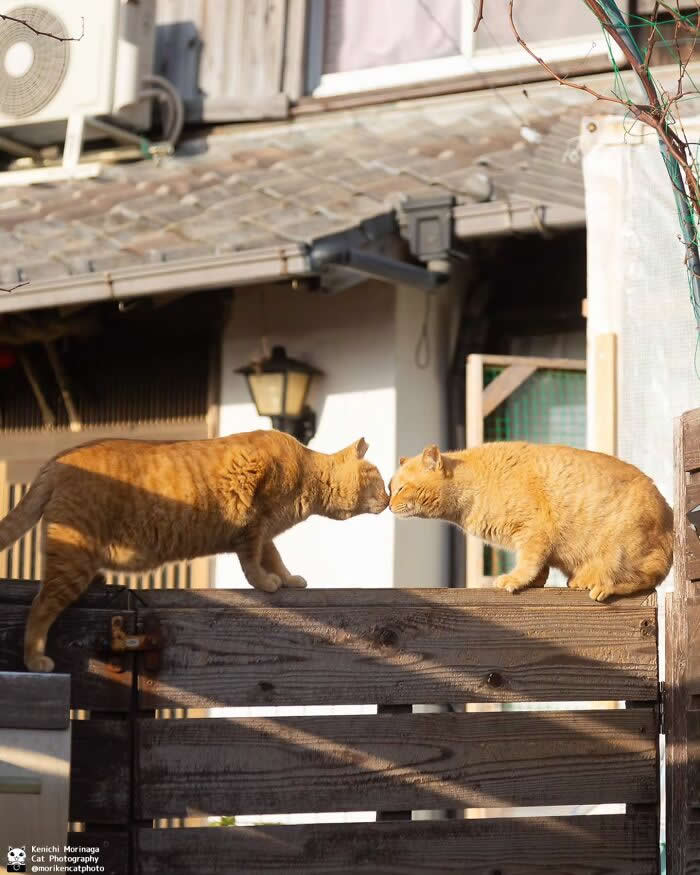 Two orange cats facing each other on top of a wooden fence, leaning in nose-to-nose as if confronting or greeting one another in a quiet outdoor setting.