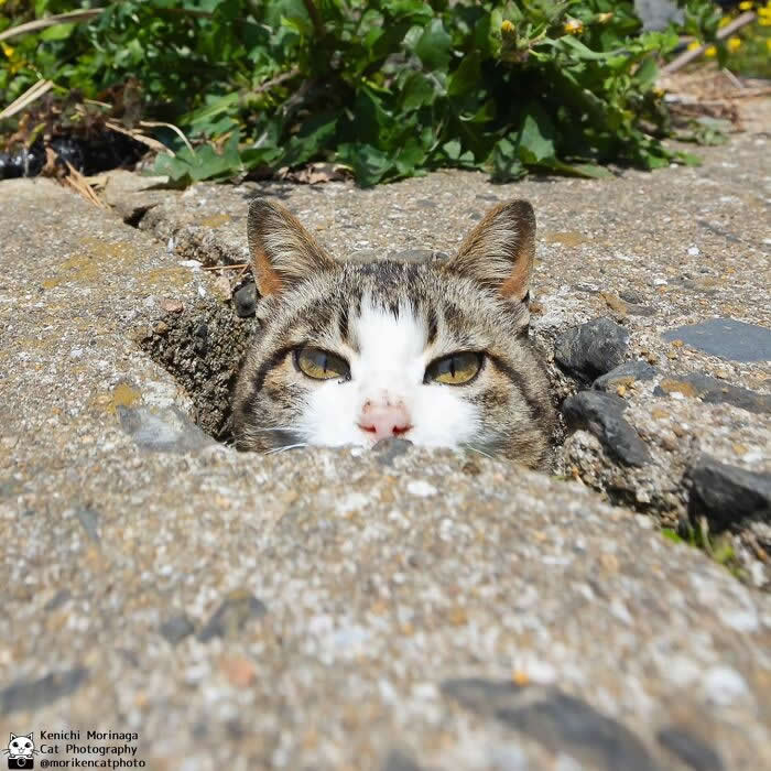 A tabby and white cat peeking out from a small hole in the ground, with only its eyes, ears, and nose visible, blending into the rocky surface like it&rsquo;s hiding or stalking.