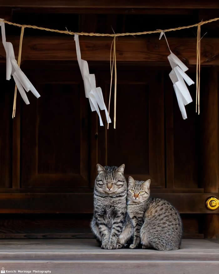 Two tabby cats sitting closely together in front of a wooden doorway, one with eyes closed and the other staring forward, beneath hanging decorative paper streamers.