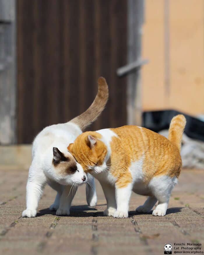 Two cats standing close together on a paved surface, gently touching heads as if sniffing or greeting each other, one orange and white and the other white with darker markings.