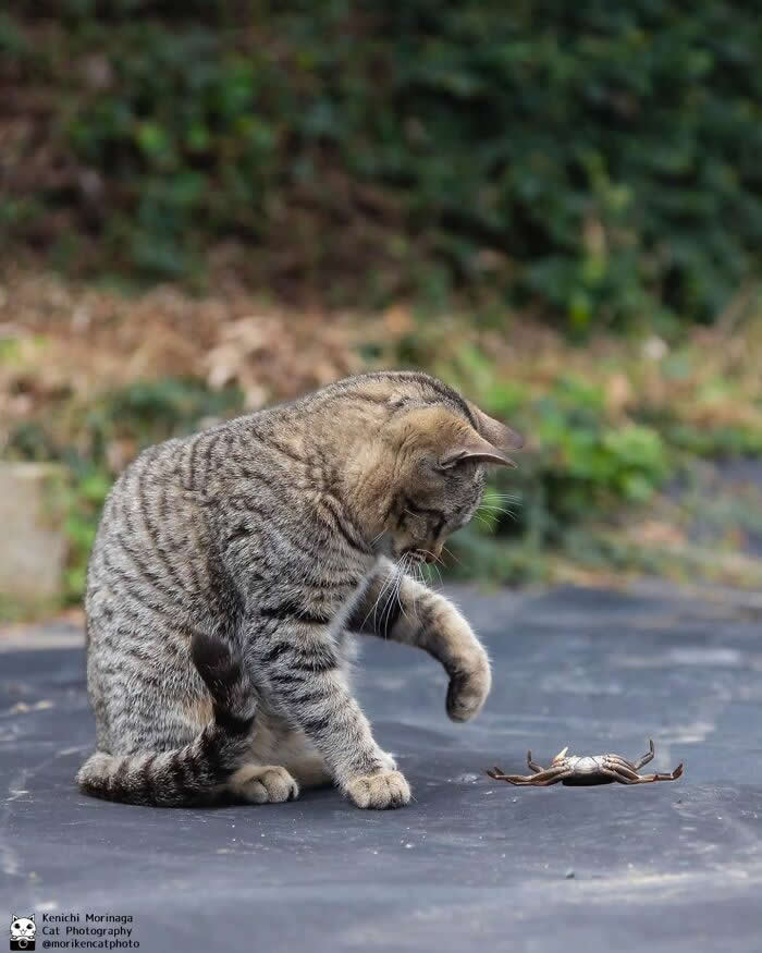 A tabby cat cautiously reaching out with one paw toward a small crab on a flat surface, appearing curious and slightly hesitant outdoors.