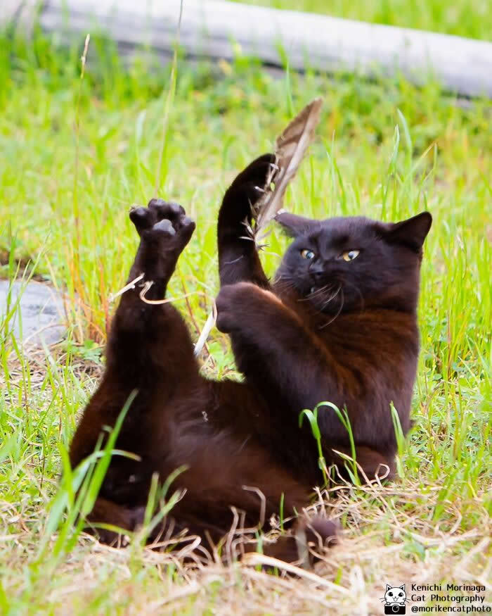 A black cat lying on its back in the grass, holding a feather with its front paws while one leg is raised in the air, looking slightly confused and playful.