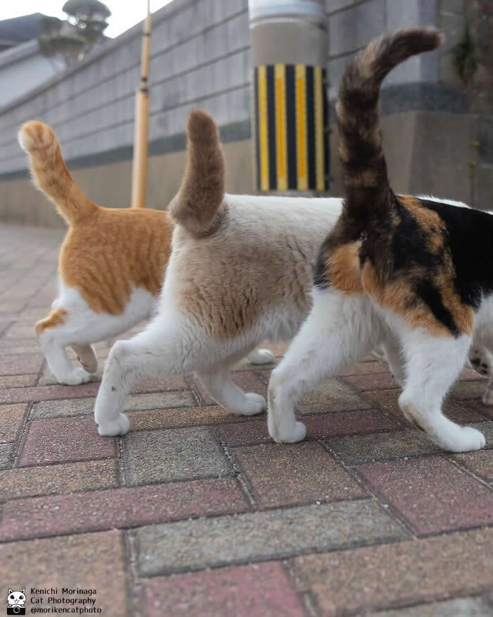 Three cats walking away on a paved path with their tails raised, showing only their backsides as they move in the same direction outdoors.