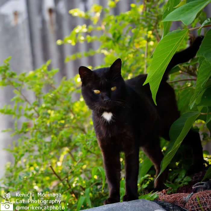 A black cat with bright eyes standing among green plants, partially emerging from foliage, looking alert and slightly mysterious outdoors.