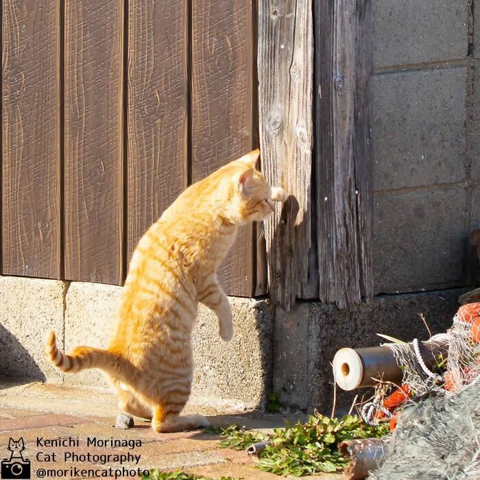 An orange tabby cat standing upright on its hind legs, tapping or inspecting a wooden wall or door with one paw in a sunlit outdoor setting.
