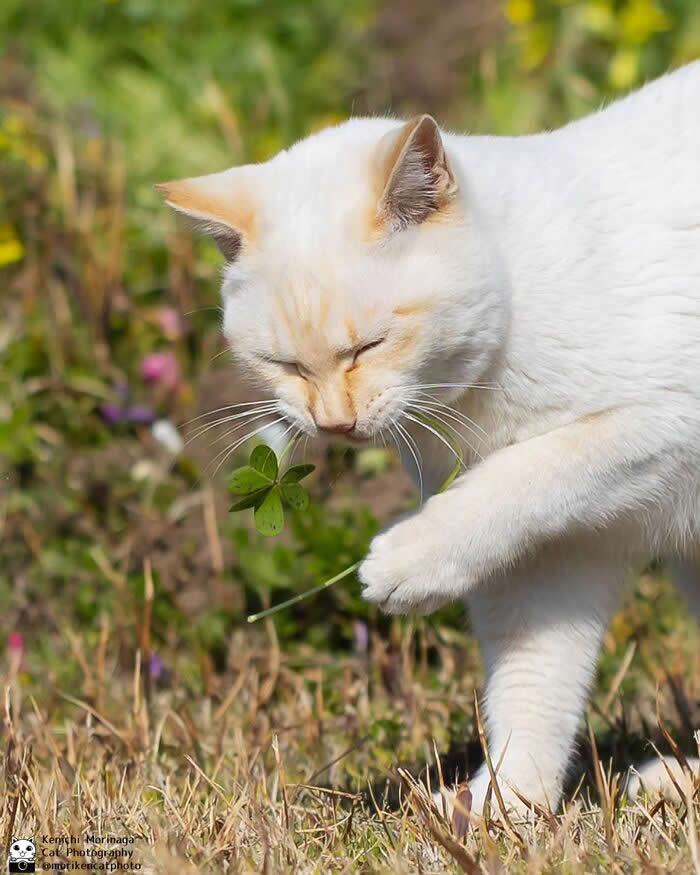 A light-colored cat sniffing or biting a small green plant while lifting one paw, standing in a grassy outdoor area.
