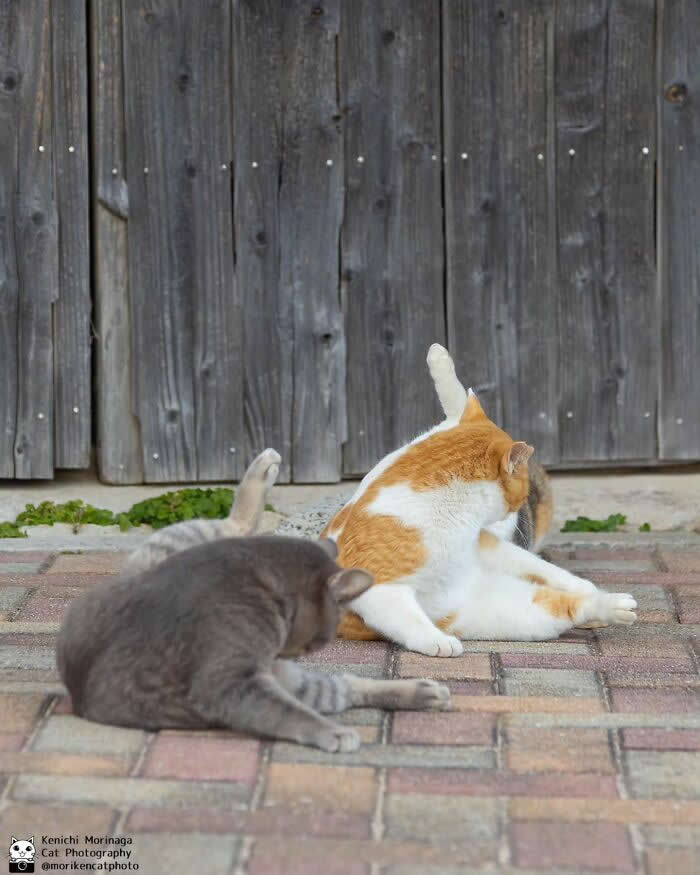 Two cats lounging on a paved surface, one gray cat lying down while an orange and white cat sits awkwardly grooming itself with a leg raised in the air near a wooden fence.