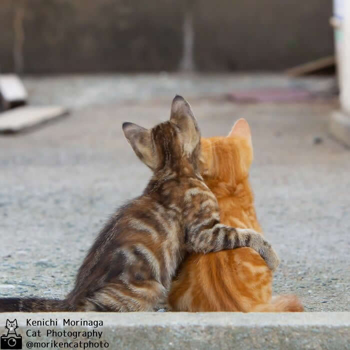 Two cats sitting side by side with their backs to the camera, one wrapping its paw around the other like a hug, looking ahead together on a quiet street.