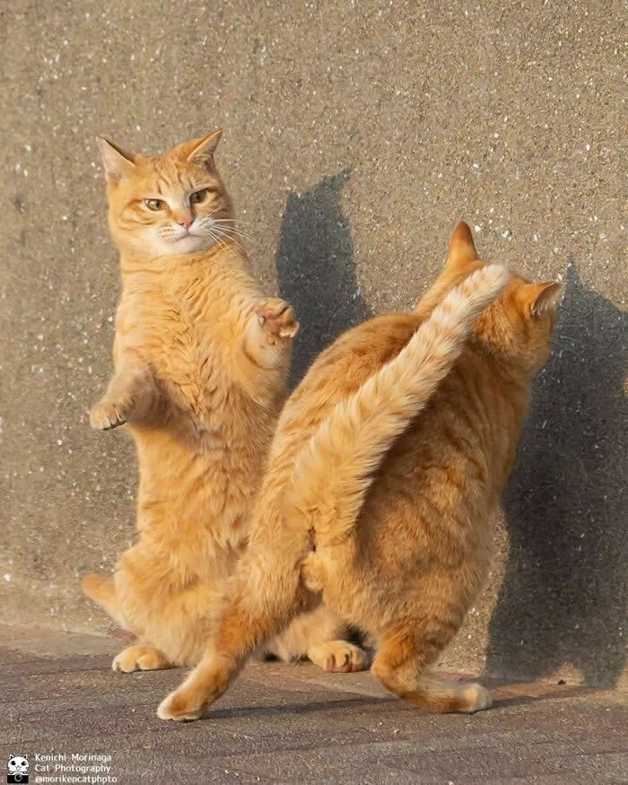 Two orange cats on a paved surface, one standing upright with a paw raised as if stopping or arguing, while the other walks away with its tail up.