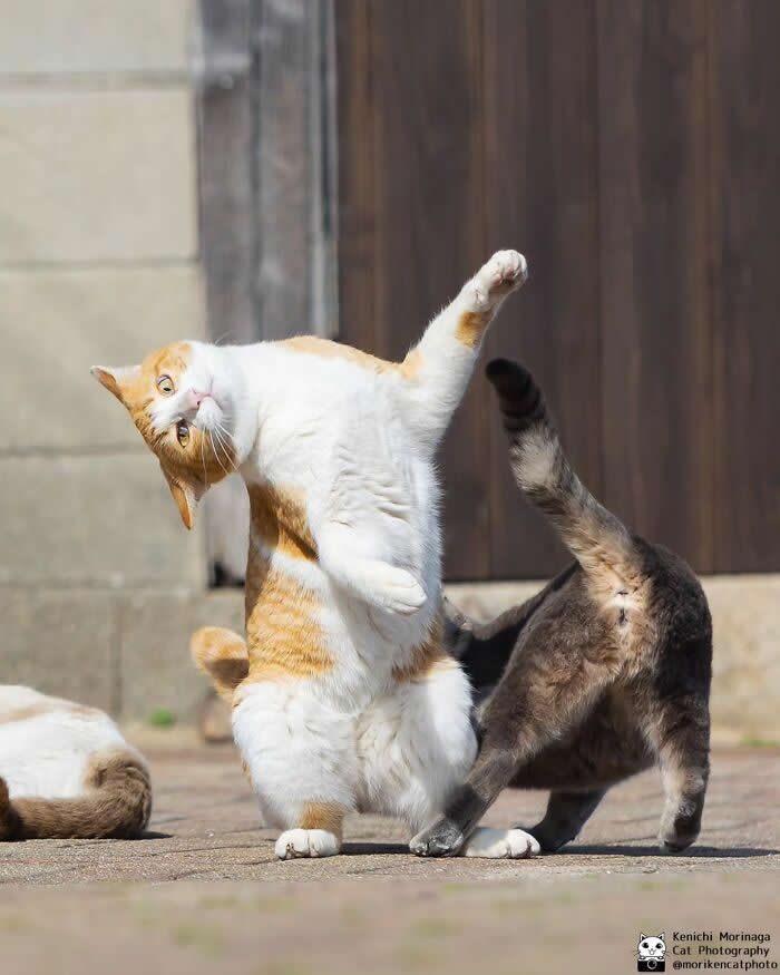 An orange and white cat standing upright with one paw raised awkwardly, while another cat walks past behind it, creating a funny mistimed interaction on a paved surface.
