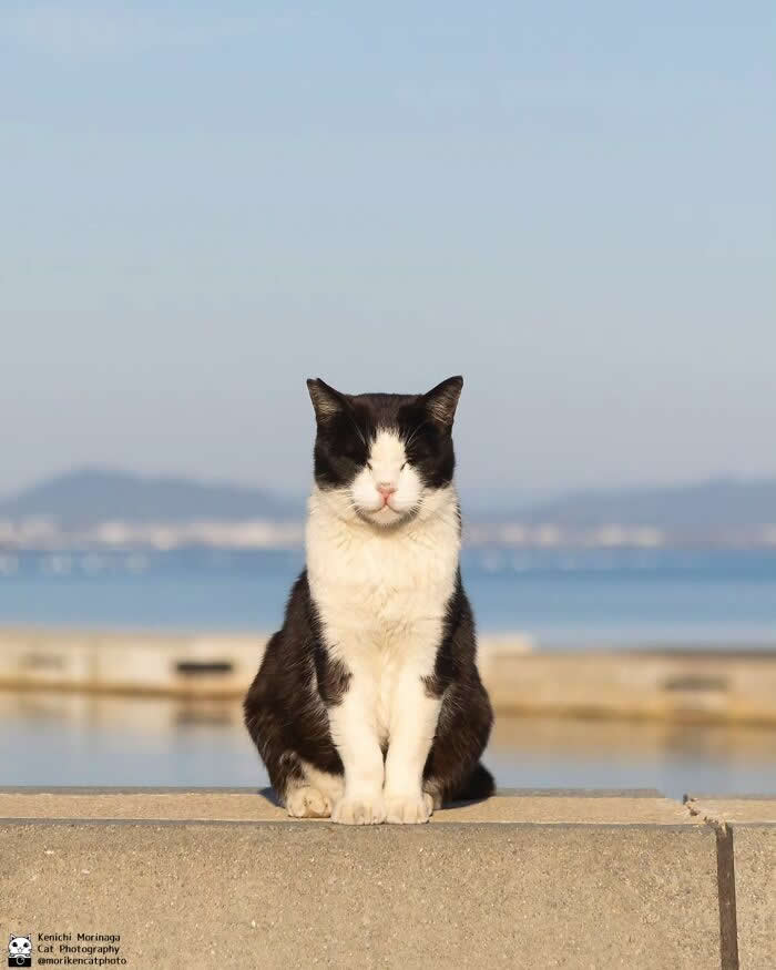 A black and white cat sitting upright on a concrete ledge near the water with eyes closed, appearing calm and meditative against a scenic background.