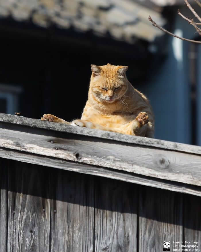 An orange tabby cat sitting awkwardly on a wooden rooftop edge with legs spread out, looking down with a slightly uncomfortable or lazy expression.
